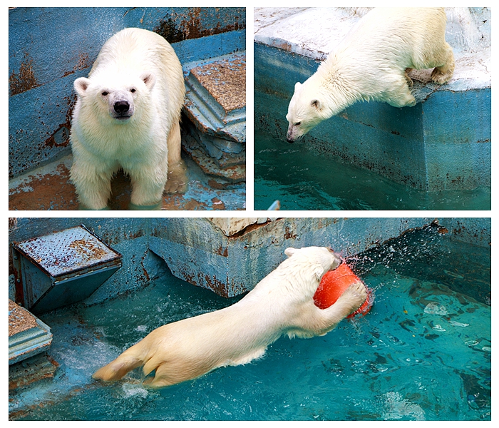天王寺公園動物園的北極熊