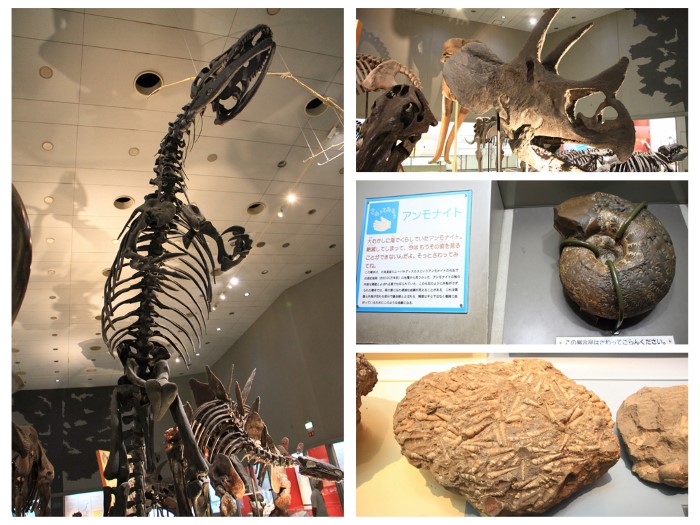 大阪自然史博物館_第二展館__地球和生命的歷史