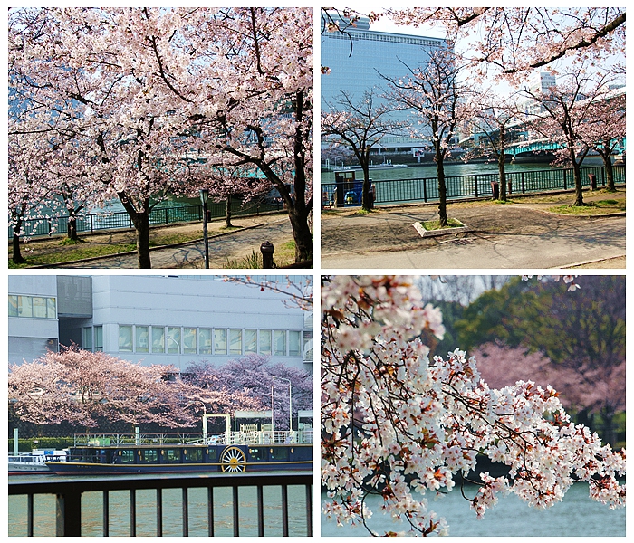 大阪水上巴士岸邊的櫻花林